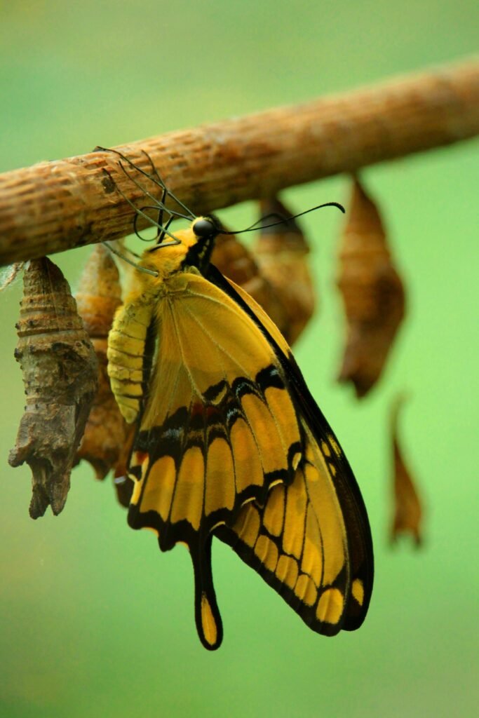 A vibrant yellow swallowtail butterfly emerging from chrysalis, symbolizing transformation.